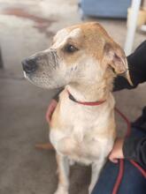 ALMA, Hund, Mischlingshund in Spanien - Bild 4