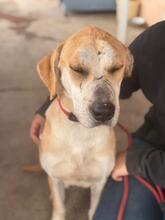 ALMA, Hund, Mischlingshund in Spanien - Bild 5