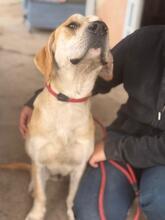 ALMA, Hund, Mischlingshund in Spanien - Bild 6