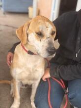ALMA, Hund, Mischlingshund in Spanien - Bild 7
