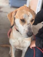 ALMA, Hund, Mischlingshund in Spanien - Bild 8