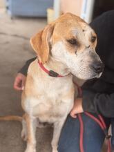 ALMA, Hund, Mischlingshund in Spanien - Bild 9