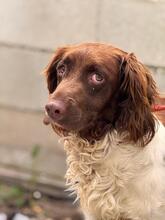 YAKO, Hund, Spaniel-Münsterländer-Mix in Spanien - Bild 1