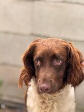 YAKO, Hund, Spaniel-Münsterländer-Mix in Spanien - Bild 2