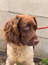 YAKO, Hund, Spaniel-Münsterländer-Mix in Spanien - Bild 3