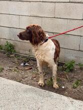 YAKO, Hund, Spaniel-Münsterländer-Mix in Spanien - Bild 4