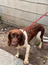 YAKO, Hund, Spaniel-Münsterländer-Mix in Spanien - Bild 5