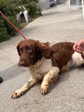 YAKO, Hund, Spaniel-Münsterländer-Mix in Spanien - Bild 6