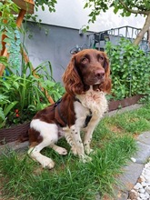 YAKO, Hund, Spaniel-Münsterländer-Mix in Dormagen - Bild 1