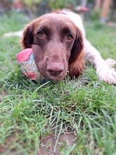 YAKO, Hund, Spaniel-Münsterländer-Mix in Dormagen - Bild 2