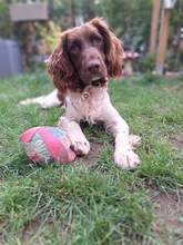 YAKO, Hund, Spaniel-Münsterländer-Mix in Dormagen - Bild 3