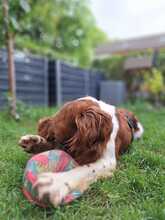 YAKO, Hund, Spaniel-Münsterländer-Mix in Dormagen - Bild 4