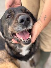 MERCEDES, Hund, Mastin Español-Mix in Spanien - Bild 1