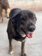 MERCEDES, Hund, Mastin Español-Mix in Spanien - Bild 2