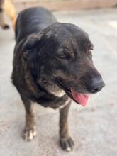 MERCEDES, Hund, Mastin Español-Mix in Spanien - Bild 3