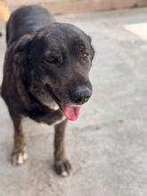 MERCEDES, Hund, Mastin Español-Mix in Spanien - Bild 4
