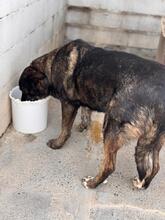 MERCEDES, Hund, Mastin Español-Mix in Spanien - Bild 5