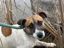 DRIVER, Hund, Mischlingshund in Polen - Bild 1