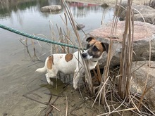 DRIVER, Hund, Mischlingshund in Polen - Bild 2