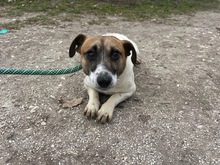 DRIVER, Hund, Mischlingshund in Polen - Bild 3