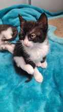 YONNY, Katze, Europäisch Kurzhaar in Hamburg - Bild 2