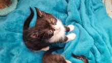 YONNY, Katze, Europäisch Kurzhaar in Hamburg - Bild 4