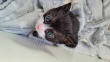 YONNY, Katze, Europäisch Kurzhaar in Hamburg - Bild 5