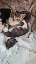 YAKI, Katze, Europäisch Kurzhaar in Hamburg - Bild 10