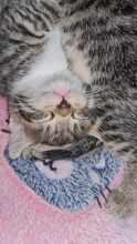 YAKI, Katze, Europäisch Kurzhaar in Hamburg - Bild 6