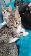 YAKI, Katze, Europäisch Kurzhaar in Hamburg - Bild 7