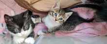 YAKI, Katze, Europäisch Kurzhaar in Hamburg - Bild 9
