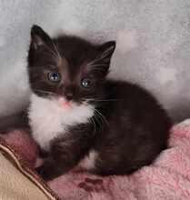 YPSI, Katze, Europäisch Kurzhaar in Hamburg - Bild 2