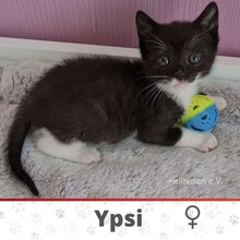 YPSI, Katze, Europäisch Kurzhaar in Hamburg - Bild 7