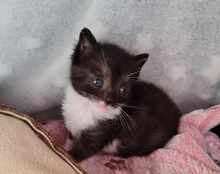 YPSI, Katze, Europäisch Kurzhaar in Hamburg - Bild 8
