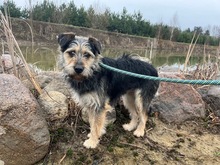 ADA, Hund, Mischlingshund in Polen - Bild 1
