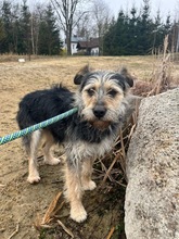 ADA, Hund, Mischlingshund in Polen - Bild 2