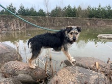 ADA, Hund, Mischlingshund in Polen - Bild 3