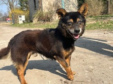 SMERFS, Hund, Mischlingshund in Polen - Bild 1
