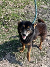 SMERFS, Hund, Mischlingshund in Polen - Bild 3