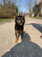 SMERFS, Hund, Mischlingshund in Polen - Bild 4