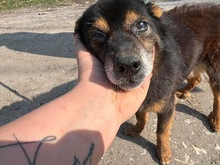 SMERFS, Hund, Mischlingshund in Polen - Bild 5