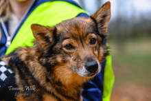 MARCEL, Hund, Mischlingshund in Polen - Bild 1