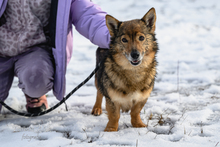 MARCEL, Hund, Mischlingshund in Polen - Bild 2