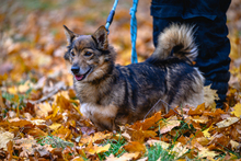 MARCEL, Hund, Mischlingshund in Polen - Bild 3