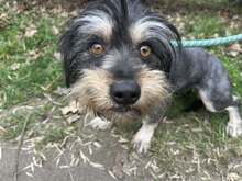 STASIA, Hund, Mischlingshund in Österreich - Bild 1