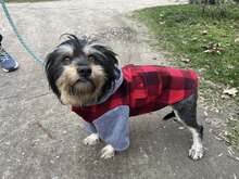 STASIA, Hund, Mischlingshund in Österreich - Bild 2