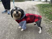 STASIA, Hund, Mischlingshund in Österreich - Bild 4