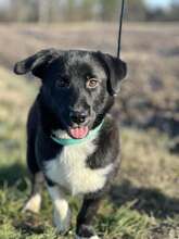 OSESEK, Hund, Mischlingshund in Polen - Bild 1