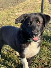 OSESEK, Hund, Mischlingshund in Polen - Bild 2