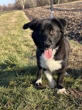 OSESEK, Hund, Mischlingshund in Polen - Bild 3